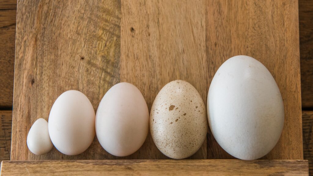 Tipos de huevos: clasificación y cuál elegir